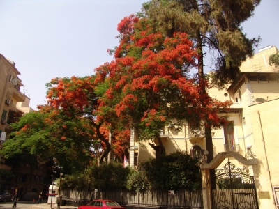 Serbian Embassy in Cairo_7