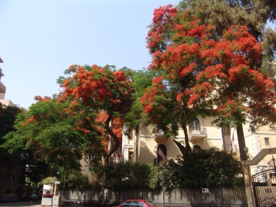 Serbian Embassy in Cairo_1