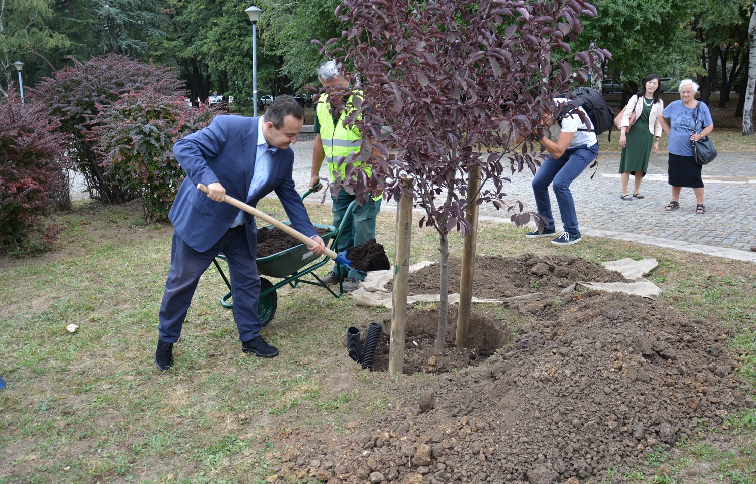 Dacic planting a Japanese cherry blossom tree